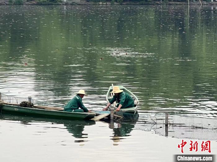 西湖景区水域管理处的“养荷人”们给“爱心桥”的桥面裹上绿色无纺布。　王题题 摄