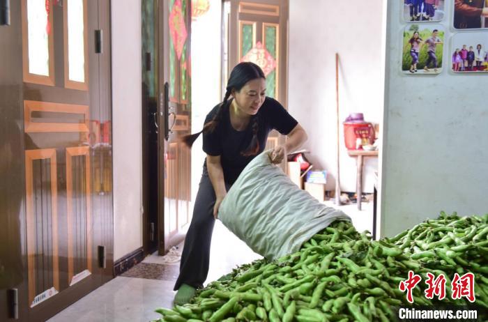 彭小英收购蚕豆 王鹏洲 摄