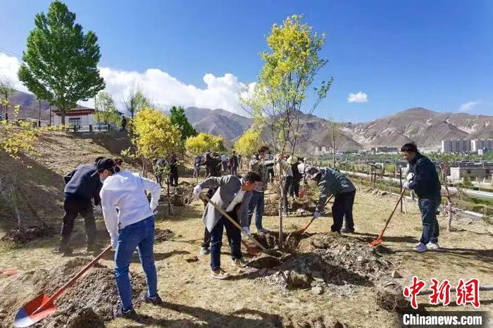 活动现场，大家分工栽种树木。　西藏北京商会 供图