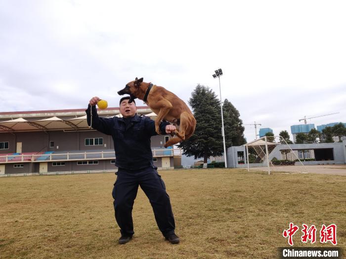 图为赵聪正在训练警犬。　腾冲边检站供图