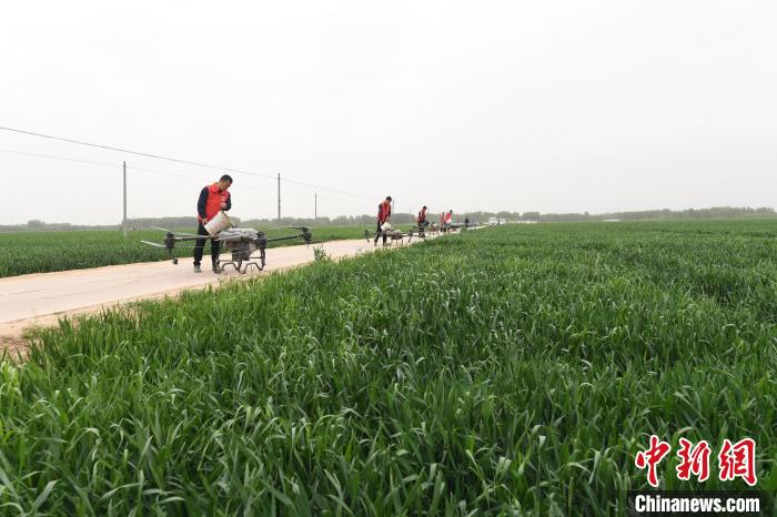 图为景县植保无人机操作员正在给无人机灌装农药。　高雷 摄