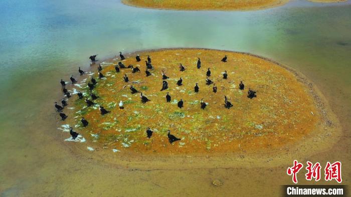 连日来，位于塔里木河下游的新疆轮台县塔里木胡杨林公园迎来大批候鸟。　古丽切合热·艾合麦提 摄