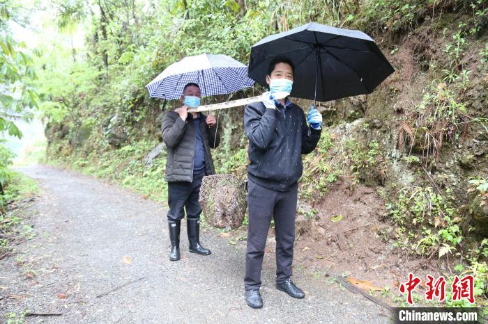 湖北五峰后河国家级自然保护区放生豹猫 聂才爱 摄