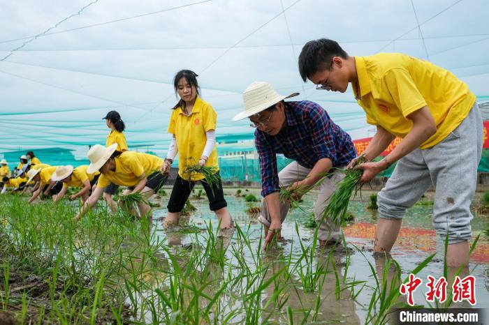 西南大学农学与生物科技学院水稻栽培专家张长伟(右二)指导学生插秧。　何蓬磊 摄