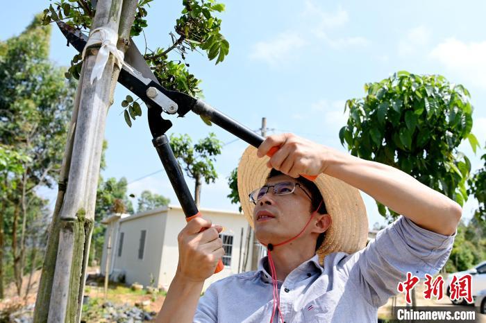 村民蓝智强在他苗木基地修剪枝条。　张金川 摄