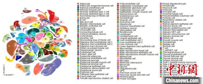 非人灵长类动物(猕猴)全身器官细胞图谱。　深圳华大生命科学研究院 供图