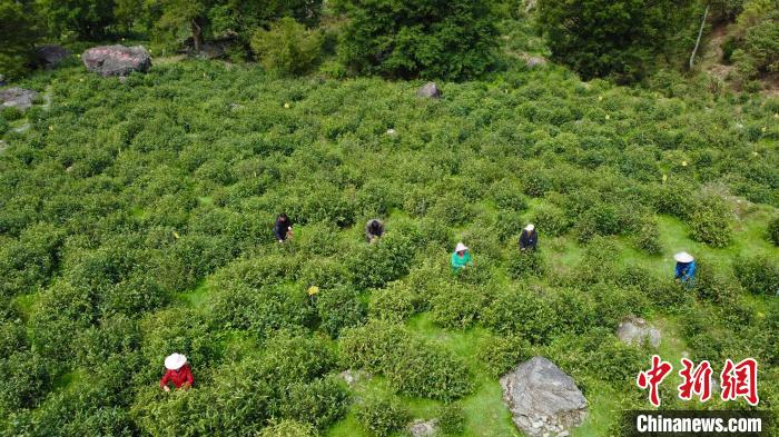 安徽休宁县新安源茶叶种植基地风光。　潘祯祥 摄