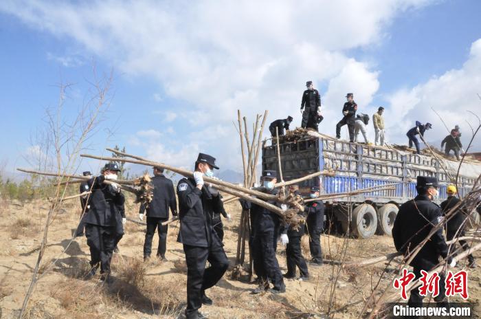 图为西藏边检总站轮训大队民警植树活动现场 。　西藏边检总站轮训大队供图