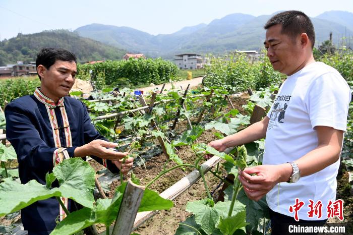 高层村畲族组组长蓝章成在田间检查蔬菜生长情况。　张金川 摄