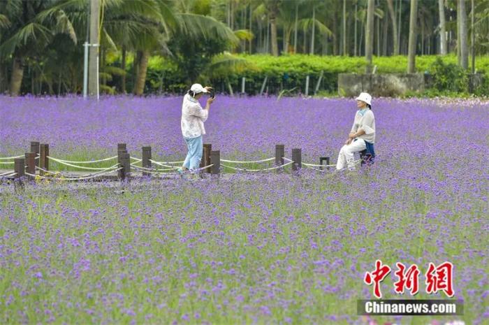 博鳌南强村百亩花海盛开，游客在花海中拍照留影。骆云飞 摄