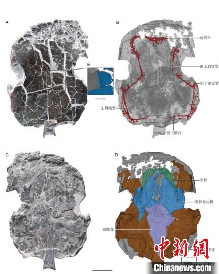 会泽滇双翼鱼正型标本、感觉管系统三维虚拟模型及其膜质骨、犁骨、翼骨与副蝶骨三维模型虚拟。　罗彦超 供图