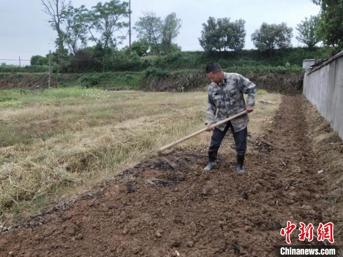 谌锡在自家旱地实验田里翻地除草。　杨娟 摄