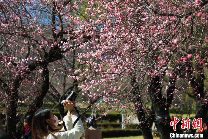 清明假期首日，北京各市属公园吸引游客赏花观光。　北京市公园管理中心供图