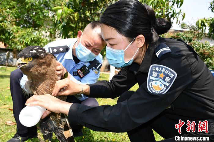 图为民警对金雕进行救助。　德宏边境管理支队供图