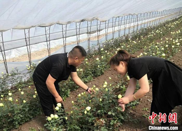 刘士城和杨雪在玫瑰大棚里忙碌。　受访者供图