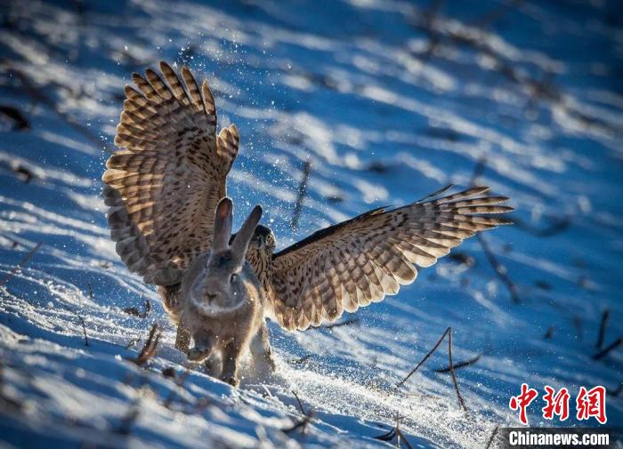 图为焦生福的作品《捕捉05》。　青海省祁连山自然保护协会供图