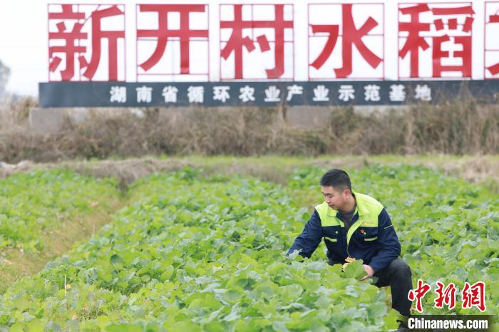 沈慧锦正在田间劳作。　浏阳外宣办供图