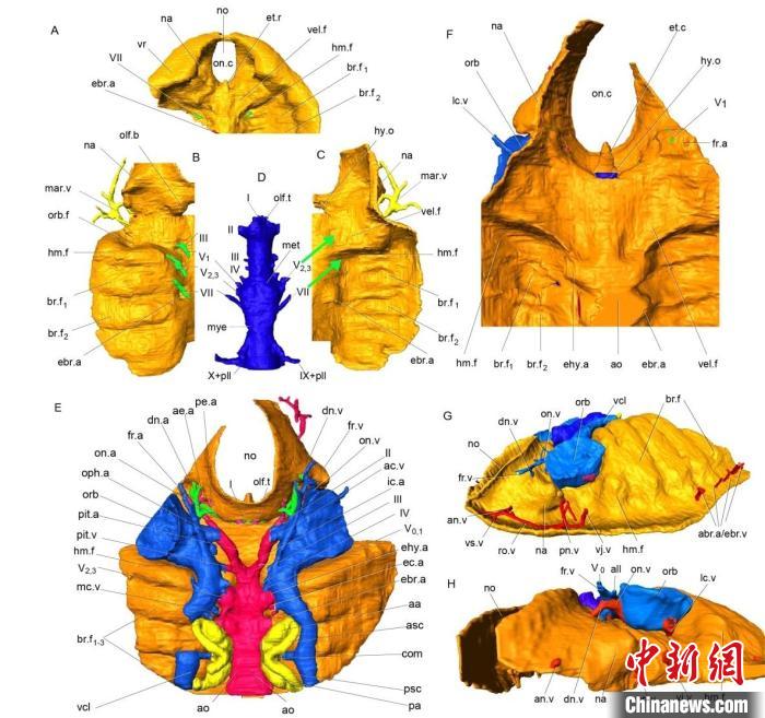中国浙江志留纪最古老的真盔甲鱼类曙鱼脑颅的三维重建。　盖志琨 供图