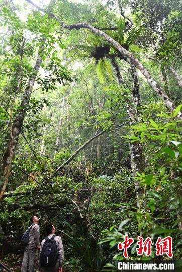 护林员王成凯(左)、王朝民抬头查看热带雨林特色景观“空中花园”——附生在大树上的鸟巢蕨。　尹海明 摄