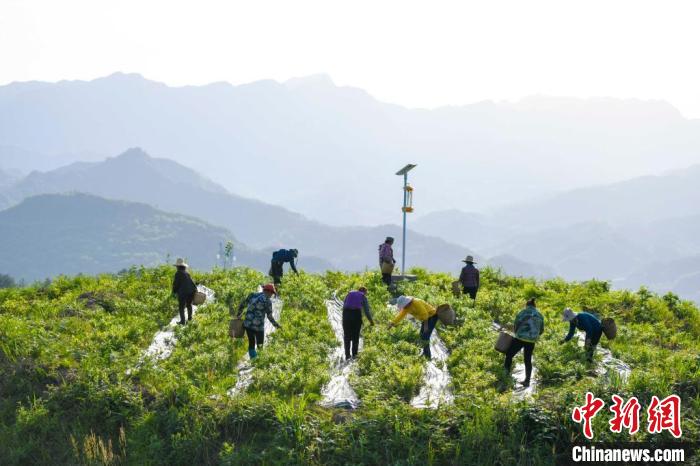 在白马山天门郡莓茶基地，挎着背篓的村民们忙碌着采茶。　杨华峰 摄