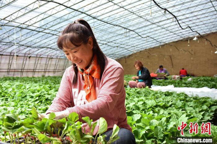 仲小凤团队在清苑区张登屯村一温室大棚内嫁接茄子苗。　赵琪 　摄