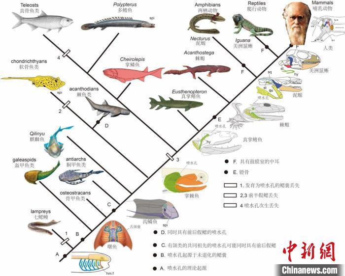 喷水孔从无颌类的鳃到人类中耳的演化历程示意图。　史爱娟 绘图 摄