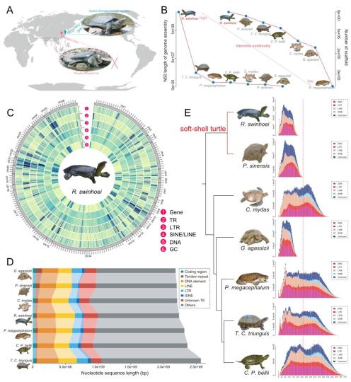 图为斑鳖基因组的组装和比较分析。　中科院昆明动物研究所供图