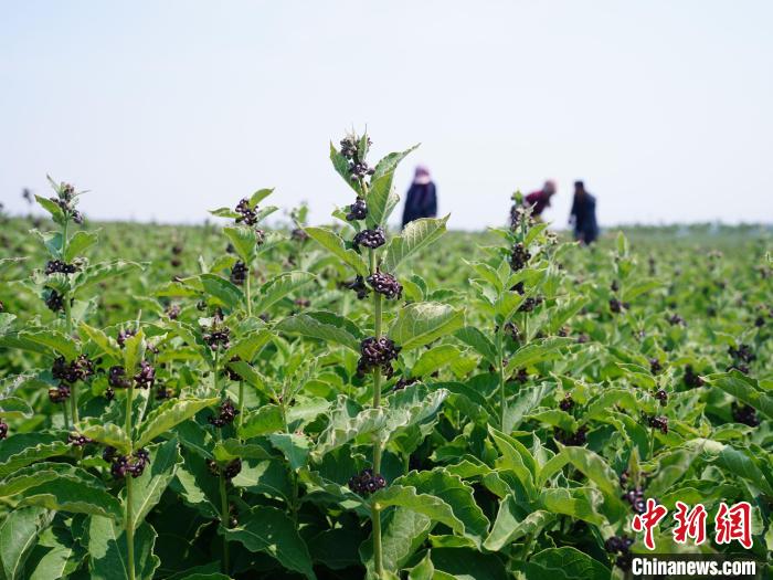 图为中草药白薇秧苗在村民的精心护理下长势良好。　王继军 摄