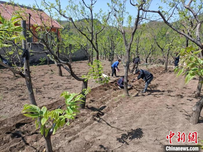 蛇皮村村民正在林下种植玉竹。　董春雨 摄