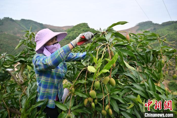 在东养芒果核心示范区，工人修剪芒果枝叶。　俞靖 摄