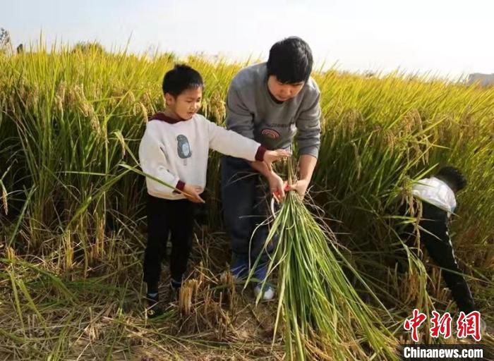 游客们在吴慧举办的研学活动中割水稻。　汪晨云 摄