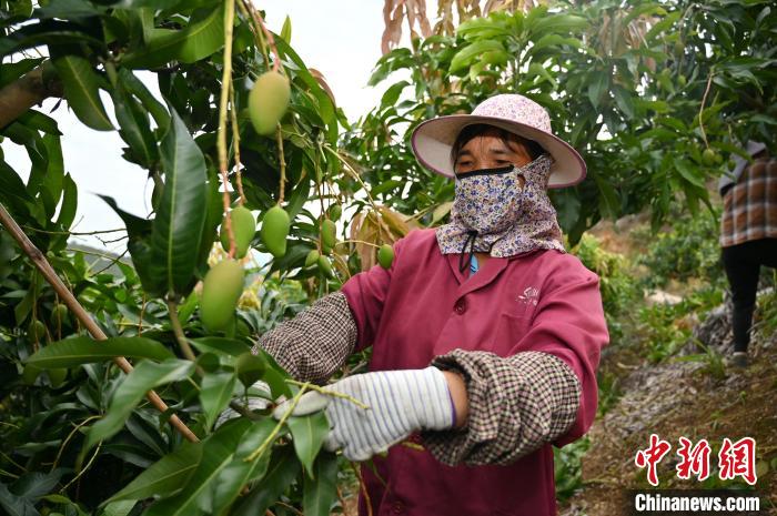 在东养芒果核心示范区，工人修剪芒果枝叶。　俞靖 摄