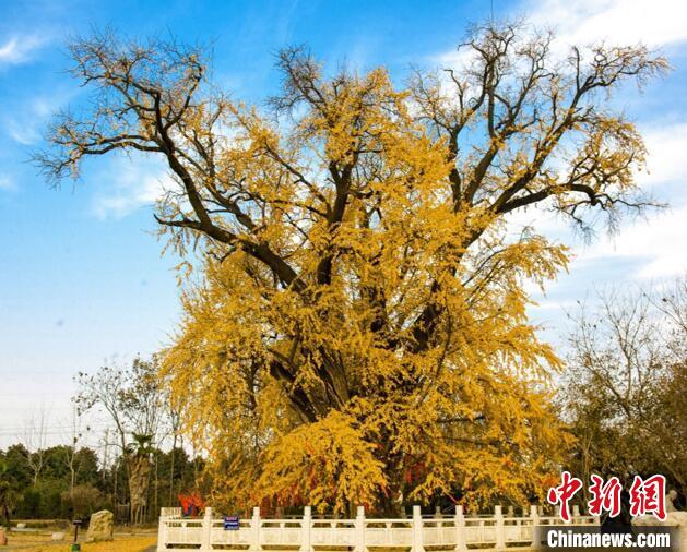 被誉为银杏中的“武则天”的南京慧济寺银杏王，已有1500岁高龄。　南京市绿化园林局供图。