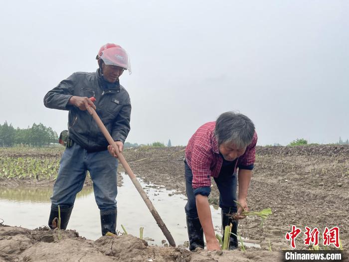 农田型湖泊缓冲带生态修护工程，工人栽种水草。　宋梅 摄