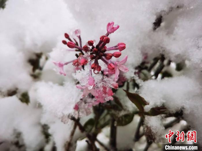 图为西宁市植物园内花瓣被积雪覆盖。　李文华 摄