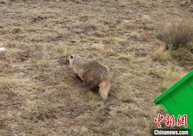 图为被放归的狗獾。　青海省林草局供图