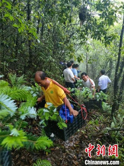 元宝山保护区工作人员挑幼苗上山。　张荣兴 摄