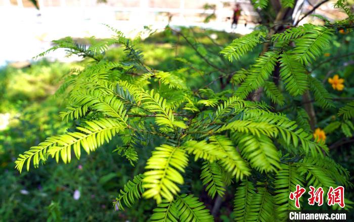 国家一级保护野生植物红豆杉(资料图) 三峡集团供图