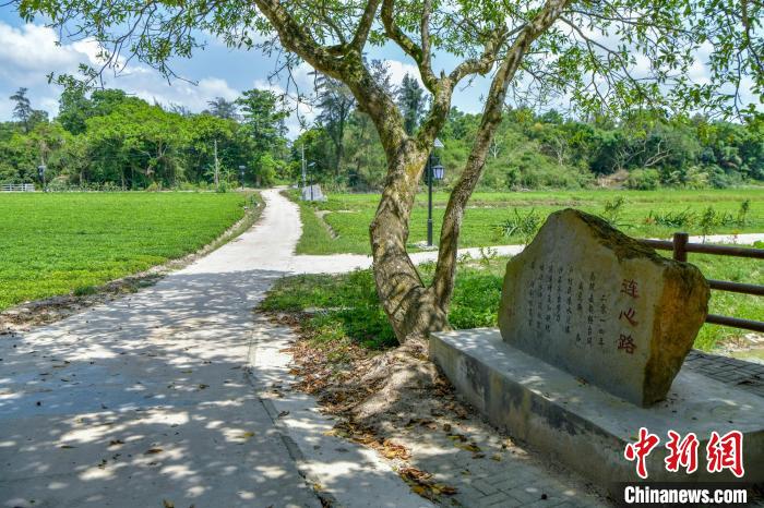 图为茂园村“连心路”。　骆云飞 摄