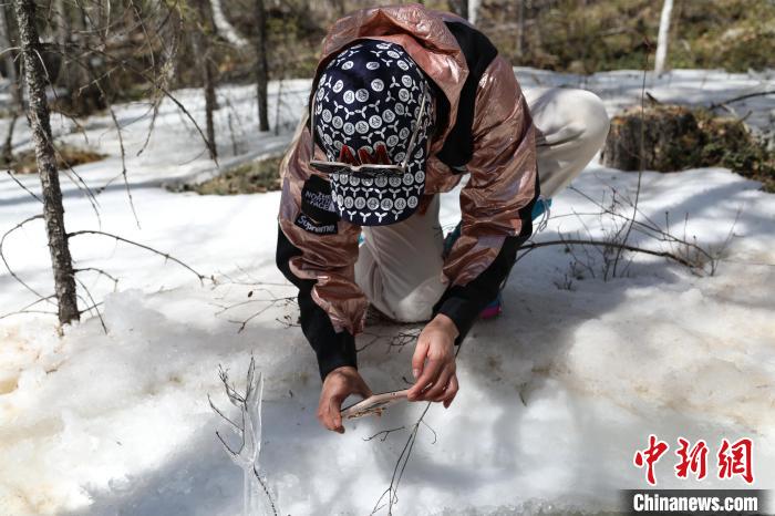 游客在森林里踏雪。　塔河县文旅局提供