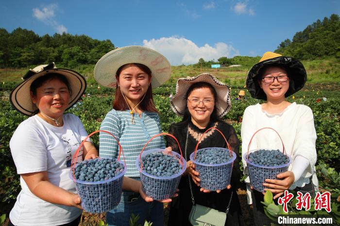 市民在蓝莓谷体验蓝莓采摘。　张平 摄