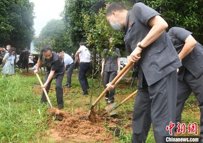 图为广西环境资源类案件审判法官在漓江边植树 林浩 摄