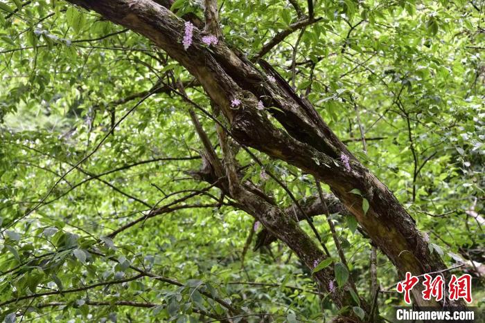 杭州淳安发现国家一级保护野生植物象鼻兰。　胡奇勇 摄