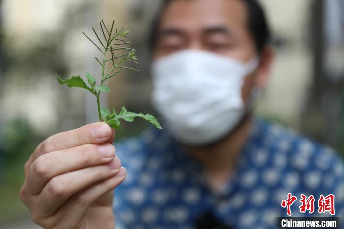 暴岩介绍蔊菜作用、味道 张亨伟 摄