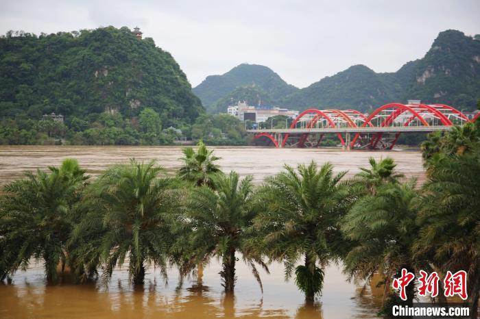 6月5日，受上游持续强降雨影响，柳江河柳州市区河段遭遇超警戒水位，沿江地段尽数被淹。　蒙鸣明 摄