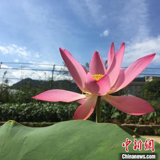 古代莲2号。　杭州植物园供图