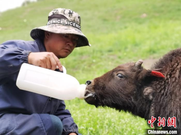 图为给小牛犊喂奶。　张添福 摄