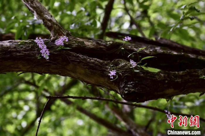 杭州淳安发现国家一级保护野生植物象鼻兰。　胡奇勇 摄