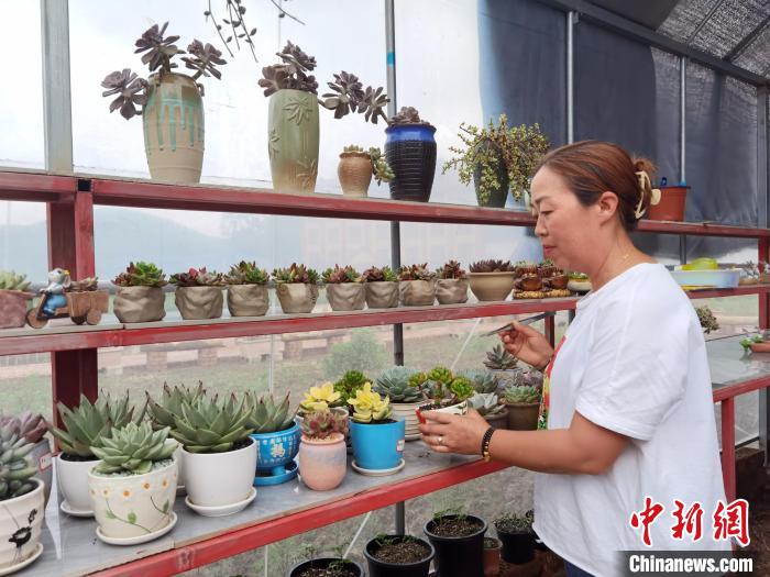 图为普陀村村民范美娥，在村里种植多肉植物。　周燕玲 摄