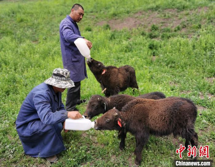 图为给小牛犊喂奶。　张添福 摄